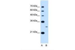 Image no. 1 for anti-Nanog Homeobox (NANOG) (AA 21-70) antibody (ABIN6738410) (Nanog anticorps  (AA 21-70))