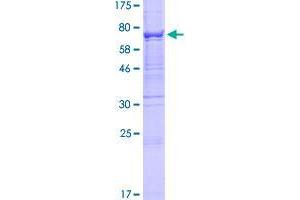 Image no. 1 for beta 1,3-Galactosyltransferase-Like (B3GALTL) (AA 1-498) protein (GST tag) (ABIN1346284)