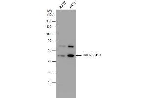 WB Image TMPRSS11D antibody detects TMPRSS11D protein by western blot analysis. (TMPRSS11D anticorps  (Center))