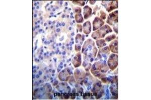 COPE Antibody (C-term) (ABIN655276 and ABIN2844868) immunohistochemistry analysis in formalin fixed and paraffin embedded human pancreas tissue followed by peroxidase conjugation of the secondary antibody and DAB staining. (COPE anticorps  (C-Term))