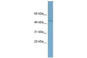 WB Suggested Anti-EED  Antibody Titration: 0. (EED anticorps  (N-Term))