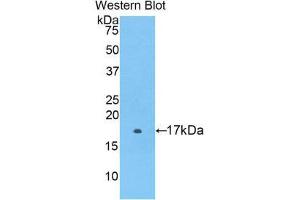 Western Blotting (WB) image for anti-Coagulation Factor II (thrombin) Receptor-Like 1 (F2RL1) (AA 212-347) antibody (ABIN1860131) (F2RL1 anticorps  (AA 212-347))
