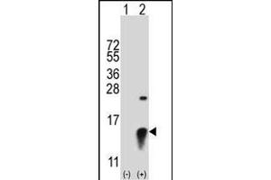 Western blot analysis of SUMO2 (arrow) using rabbit polyclonal SUMO2 Antibody (ABIN388085 and ABIN2845979).