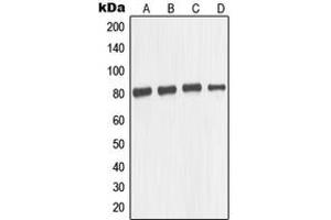 Western blot analysis of TAU expression in SKNSH (A), mouse brain (B), U87MG (C), SHSY5Y (D) whole cell lysates. (tau anticorps  (Center))