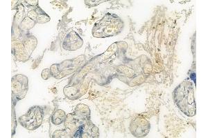 ABIN6265334 and ABIN6276392 at 1/100 staining human normal placenta tissue by IHC-P. (STEAP3 anticorps  (N-Term))