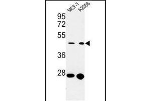 CDC37 anticorps  (AA 116-144)