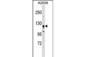 STK31 Antibody (F47) (ABIN391358 and ABIN2841378) western blot analysis in  cell line lysates (35 μg/lane). (STK31 anticorps  (N-Term))