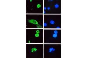 Image no. 1 for anti-Lymphoid Enhancer-Binding Factor 1 (LEF1) antibody (ABIN793575) (LEF1 anticorps)