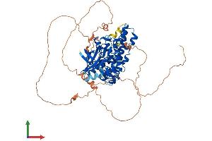 AlphaFold protein structure predicition of Mouse Recombinant Hipk4 Protein, UniprotID Q3V016