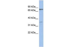 WB Suggested Anti-EOMES Antibody Titration:  0.