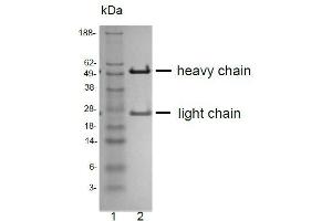 SDS-PAGE analysis of purified QV-6A8-S3 monoclonal antibody.