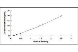 ELISA image for Thymidylate Synthetase (TYMS) ELISA Kit (ABIN422567)