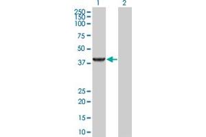 Western Blot analysis of PIPOX expression in transfected 293T cell line by PIPOX MaxPab polyclonal antibody. (PIPOX anticorps  (AA 1-390))