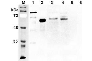 Western blot analysis using anti-DLL1 (human), pAb  at 1:2'000 dilution. (DLL1 anticorps)