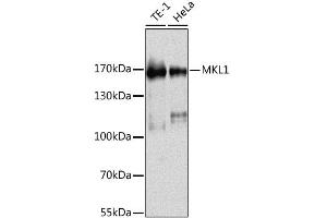 Western blot analysis of extracts of various cell lines, using MKL1 antibody (ABIN6293384) at 1:1000 dilution. (MKL1 anticorps)