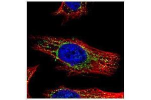 ICC/IF Image Confocal immunofluorescence analysis (Olympus FV10i) of paraformaldehyde-fixed HeLa, using GALNS, antibody (Green) at 1:500 dilution.