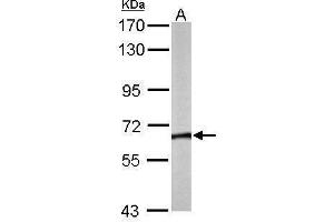 WB Image Sample (50 ug of whole cell lysate) A: Mouse brain 7.