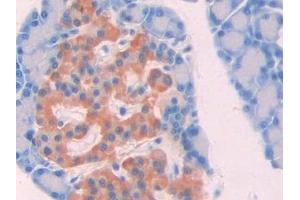 Detection of aZGP1 in Rat Pancreas Tissue using Monoclonal Antibody to Alpha-2-Glycoprotein 1, Zinc Binding (aZGP1)