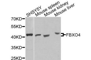 Western blot analysis of extracts of various cell lines, using FBXO4 antibody (ABIN6003676) at 1/1000 dilution. (FBXO4 anticorps)