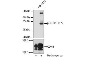 Western blot analysis of extracts of NIH/3T3 cells, using Phospho-CDK4-T172 pAb (ABIN6135199, ABIN6136040, ABIN6136041 and ABIN6225611) at 1:1000 dilution or CDK4 antibody .
