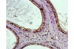 Expression of BRS3 in rat testes - Immunohistochemical staining of paraffin embedded rat testes section using Anti-Bombesin Receptor 3 (extracellular) Antibody (ABIN7042966 and ABIN7043938), (1:50).