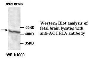 Image no. 1 for anti-Alpha Centractin (ACTR1A) antibody (ABIN1574449) (ACTR1A anticorps)