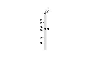Anti-LXN Antibody at 1:1000 dilution + MCF-7 whole cell lysate Lysates/proteins at 20 μg per lane. (Latexin anticorps)