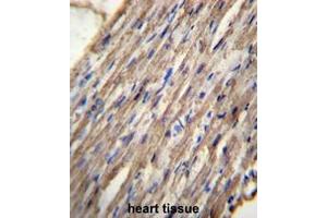 C10orf129 Antibody (C-term) immunohistochemistry analysis in formalin fixed and paraffin embedded human heart tissue followed by peroxidase conjugation of the secondary antibody and DAB staining. (C10ORF129 anticorps  (C-Term))