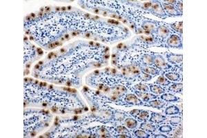 IHC-P: HSP105 antibody testing of rat intestine tissue