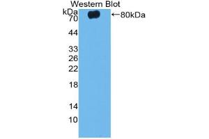 Western blot analysis of the recombinant protein. (Caspase 12 anticorps  (AA 1-413))