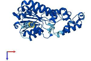 AlphaFold protein structure predicition of Mouse Recombinant Sdr9c7 Protein, UniprotID Q8K3P0
