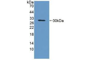 Figure. (GPA33 anticorps  (AA 22-235))
