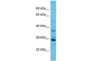 Western Blotting (WB) image for anti-Olfactory Receptor, Family 5, Subfamily V, Member 1 (OR5V1) (C-Term) antibody (ABIN2791750) (OR5V1 anticorps  (C-Term))