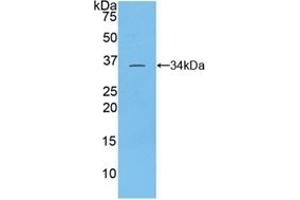 Detection of Recombinant TOR3A, Rat using Polyclonal Antibody to Torsin 3A (TOR3A) (TOR3A anticorps  (AA 97-361))