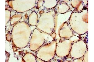 Immunohistochemistry of paraffin-embedded human thyroid tissue using ABIN7161554 at dilution of 1:100