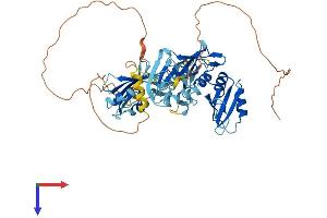 AlphaFold protein structure predicition of Mouse Recombinant Ptbp2 Protein, UniprotID Q91Z31