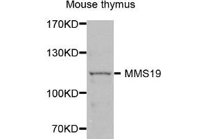 Western blot analysis of extracts of mouse thymus, using MMS19 antibody (ABIN5972834) at 1/1000 dilution. (MMS19 anticorps)