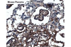 Mouse placenta (KISS1R anticorps  (AA 375-398))
