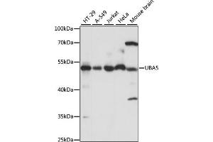 Western blot analysis of extracts of various cell lines, using UB antibody (ABIN7271188) at 1:1000 dilution. (UBA5 anticorps  (AA 1-404))