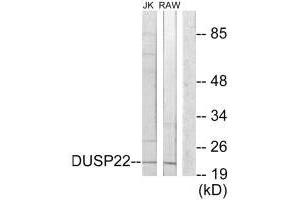 Western blot analysis of extracts from Jurkat cells and RAW264. (DUSP22 anticorps)