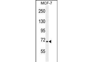 Western blot analysis in MCF-7 cell line lysates (35ug/lane). (SEL1L anticorps  (AA 156-182))