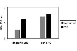 A431 cells were treated or untreated with EGF.