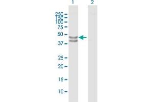 Western Blot analysis of TUFM expression in transfected 293T cell line by TUFM MaxPab polyclonal antibody.