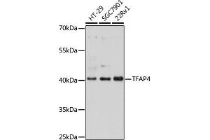 Western blot analysis of extracts of various cell lines, using TF antibody (ABIN7270888) at 1:1000 dilution. (TFAP4 anticorps)