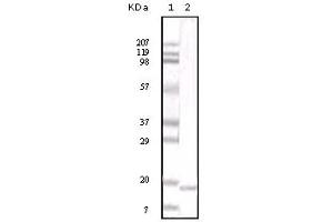 Western Blotting (WB) image for anti-Interleukin 6 (IL6) antibody (ABIN2464071) (IL-6 anticorps)