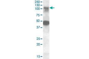 STK11IP polyclonal antibody  (0. (STK11IP anticorps  (Internal Region))