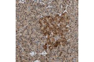 Immunohistochemical staining of human pancreas with HECW1 polyclonal antibody  shows strong nuclear and cytoplasmic positivity in exocrine glandular cells and islet cells at 1:20-1:50 dilution.