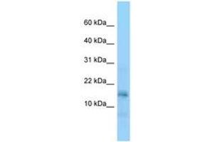 Image no. 1 for anti-Nucleosome Assembly Protein 1-Like 5 (NAP1L5) (AA 31-80) antibody (ABIN6748216) (NAP1L5 anticorps  (AA 31-80))