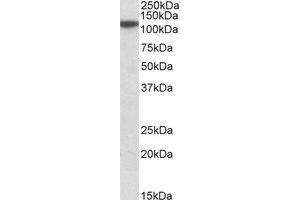 Western Blotting (WB) image for anti-Methylenetetrahydrofolate Dehydrogenase (NADP+ Dependent) 1-Like (MTHFD1L) (AA 535-538) antibody (ABIN2464501) (MTHFD1L anticorps  (AA 535-538))