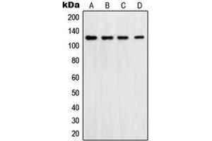 Western blot analysis of DNA Polymerase delta 1 expression in Jurkat (A), HeLa (B), NIH3T3 (C), LOVO (D) whole cell lysates. (POLD1 anticorps  (C-Term))
